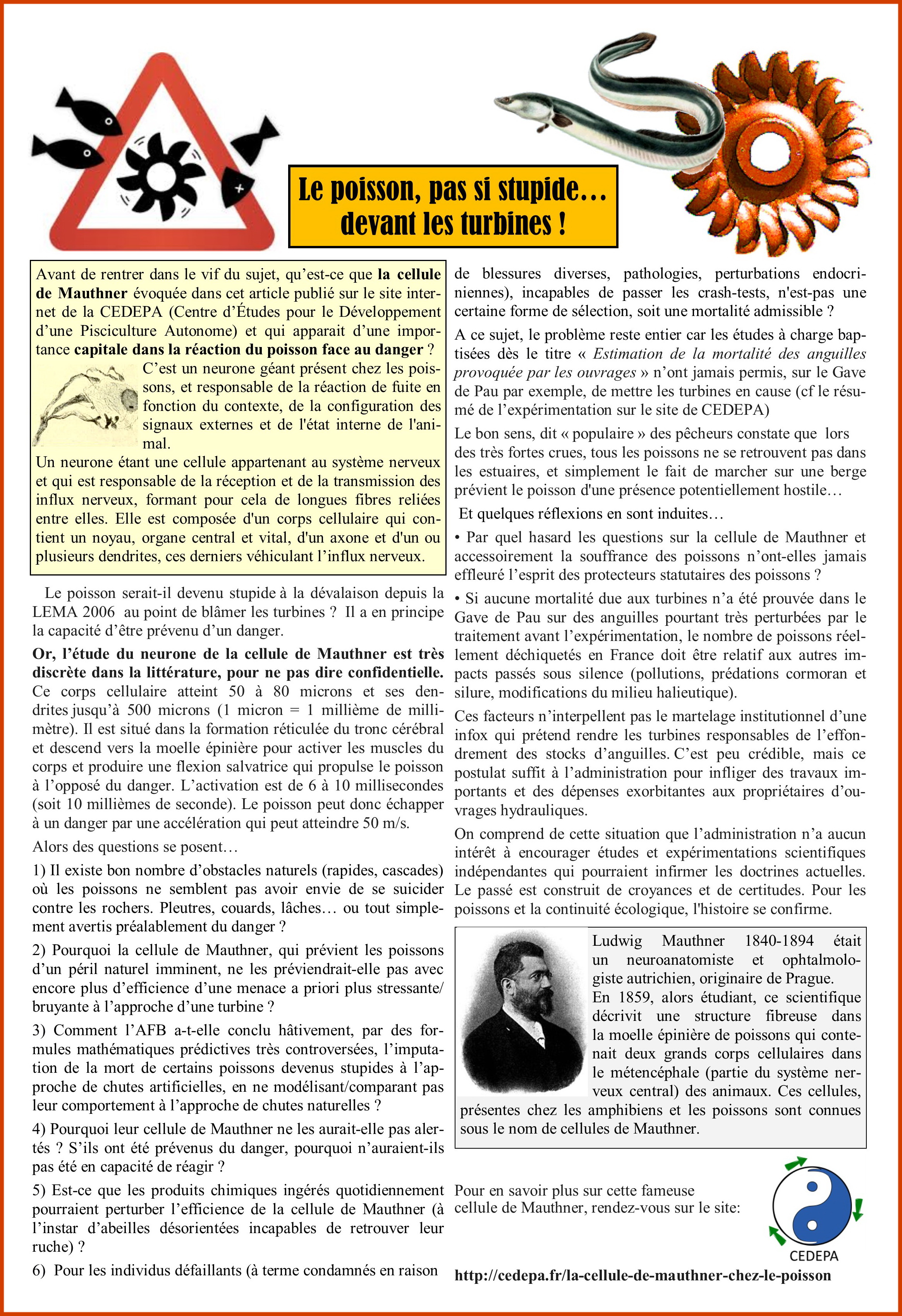 Article pas si bêtes ...cellules de Mauthner